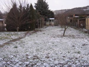 Aussaatkalender für Januar